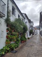 der Jasmin blüht und verstömt seinen Duft