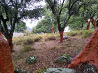 Dehesa de los corchos