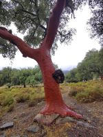 Die Korkeiche hat sich über einen Felsbrocken geschoben