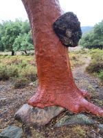 Die Korkeiche hat sich über einen Felsbrocken geschoben