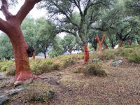 frisch geschälte Korkeichen leuchten rot oder orange, weil sie zu ihrem Schutz angepinselt werden