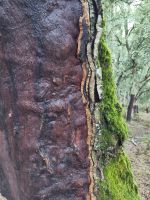 verschiedene Korkschichten - ist das der Grund, warum die Eiche nicht vollständig geschält wurde? 