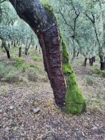 halb geschälte Korkeiche