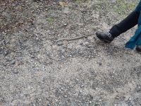 die zweite Treppennatter. 