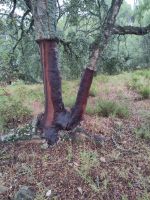 Geschälte Korkeiche