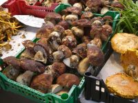 Herrliche Pilze auf dem Mercado Central