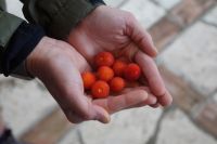 Anne hat Madroños geerntet, Erdbeerbaumfrüchte 