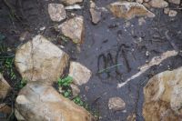 Spur eines Steinbocks? El Torcal