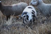 Beeindruckendes Gehörn