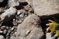 Eine Spinne, die aussieht, wie eine Buchecker - auf ihrem Rücken ihre Kinder