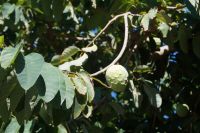Almuñécar: Cherimoya (früher: Felsenbirne) am Baum