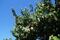 Almuñécar: Cherimoya/Felsenbirne am Baum