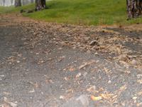 Die Asche war schonmal zu sehen.