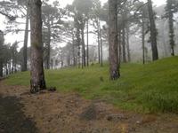 Die Kanarenkiefern sind alle sehr schwarz, da es auf der trockenen Insel oft zu Bränden kommt und die Schäden sind noch Jahre danach zu sehen.