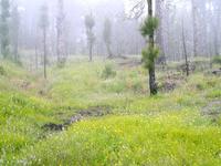 Aber die Natur kämpft sich immer wieder durch und leuchtet grün.