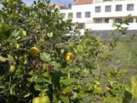 Zitronenbaum mit großen Früchten.