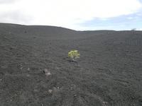 Nach den Vulkanen liefen wir durch eine Art Asche- und Vulkangesteinwüste mit sehr wenig grün.