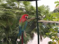 In der Hotelanlage gab es auch viele Tiere zu beobachten. So auch diesen schönen Papagei.
