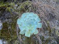 Die Steinrosen wurden von allen bewundert.