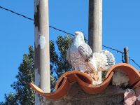 Las Hayas/La Gomera/Kanaren