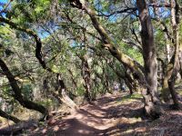 Nebelwald bei Las Hayas/Garajonay Nationalpark/La Gomera/Kanaren