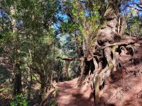 Nebelwald bei Las Hayas/Garajonay Nationalpark/La Gomera/Kanaren
