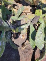 Imada/Schildläuse/La Gomera/Kanaren