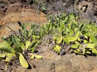 Feigenkakteen/Barranco de Guarimiar/La Gomera/Kanaren