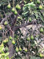 wilde Avocado/El Rumbazo/La Gomera/Kanaren