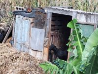 El Rumbazo/La Gomera/Kanaren