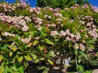 Frangipani/Vueltas/La Gomera/Kanaren