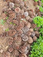 Zapfen der kanarischen Kiefer/La Gomera/Kanaren