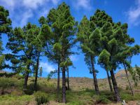 Kanarische Kiefer/La Gomera/Kanaren