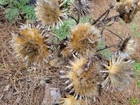 wilde Artischockee/La Gomera/Kanaren