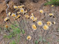 wilde Artischocken/La Gomera/Kanaren