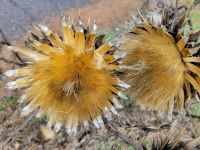 wilde Artischocken/La Gomera/Kanaren