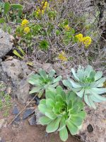 Sukkulenten/La Gomera/Kanaren