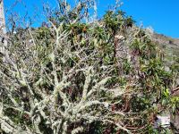 Baumflechten/La Gomera/Kanaren