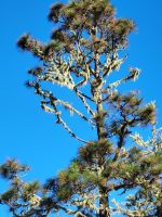 Baumflechten/La Gomera/Kanaren