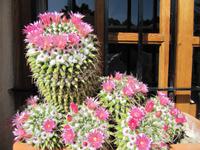 Kakteen auf dem Weingut