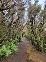 El Cedro/Garajonay-Nationalpark/La Gomera/Kanaren