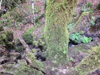 El Cedro/Garajonay-Nationalpark/La Gomera/Kanaren