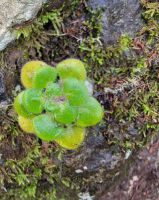 El Cedro/Garajonay-Nationalpark/La Gomera/Kanaren