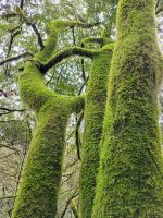El Cedro/Garajonay-Nationalpark/La Gomera/Kanaren