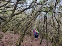 El Cedro/Garajonay-Nationalpark/La Gomera/Kanaren