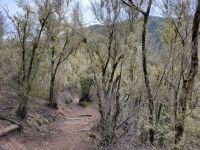 El Cedro/Garajonay-Nationalpark/La Gomera/Kanaren