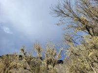 El Cedro/Garajonay-Nationalpark/La Gomera/Kanaren