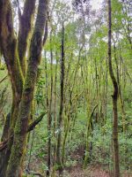 El Cedro/Garajonay-Nationalpark/La Gomera/Kanaren