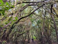 El Cedro/Garajonay-Nationalpark/La Gomera/Kanaren