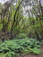 El Cedro/Garajonay-Nationalpark/La Gomera/Kanaren